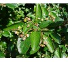 Кизильник блестящий (Cotoneaster lucidus) С2
